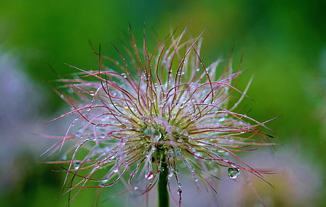shallow focus photography of white and pink flower thumbnail