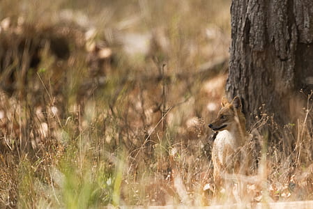 coyote near tree during daytime thumbnail