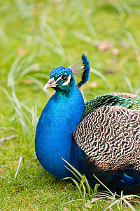 blue and brown peacock sitting on grass thumbnail