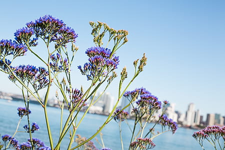 Selective Focus Photo of Purple Petaled Flowers thumbnail