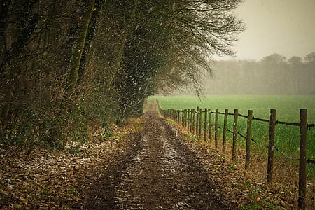 photo of green trees and brown road thumbnail