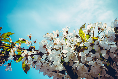 white flowers thumbnail