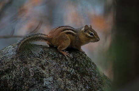 brown chipmunk standing on stone thumbnail