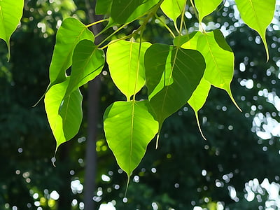 closeup photo of green leaves thumbnail