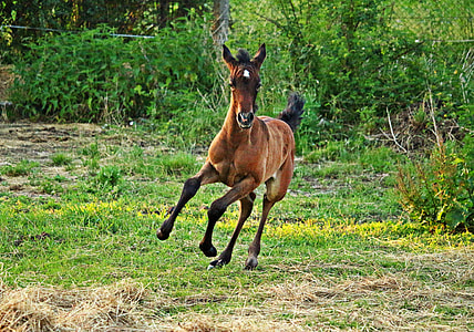 brown horse thumbnail
