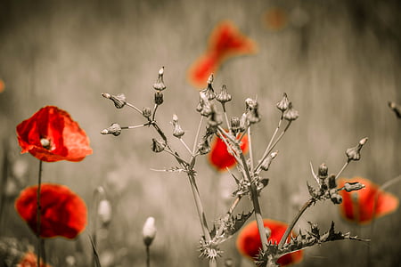 selective focus photography of red poppy flowers thumbnail