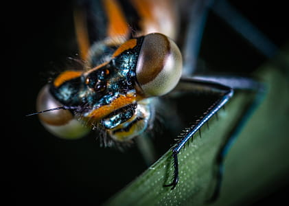 Macro Photography of Insect thumbnail
