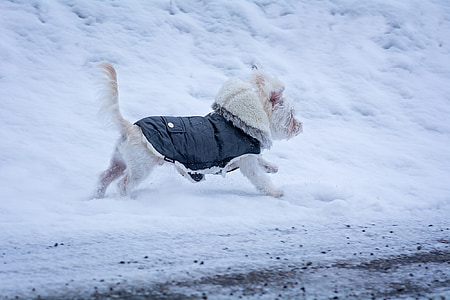 puppy wearing coat on snowfield area thumbnail