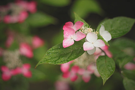 selective focus photography of pink and white petaled flower plant thumbnail
