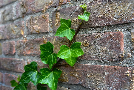 green leaves on wall thumbnail