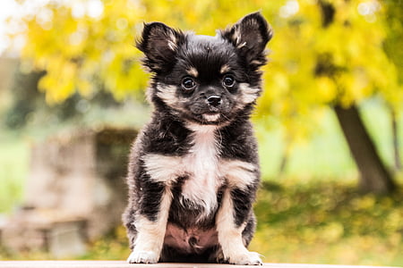 black and white puppy standing on ground thumbnail
