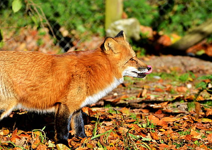 fox walking on field thumbnail