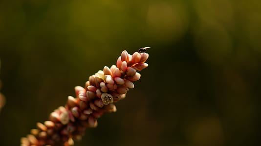 nature, flowers, petals, plant thumbnail