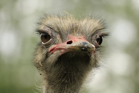 ostrich face thumbnail