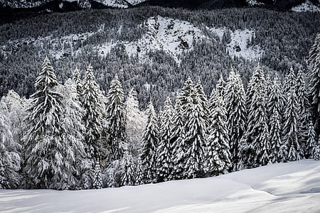 pine trees covered by snow thumbnail