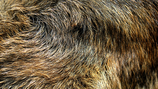 brown fur thumbnail
