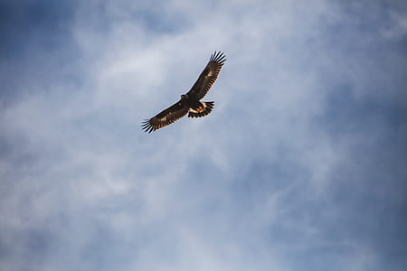 hawk flying on sky under thumbnail