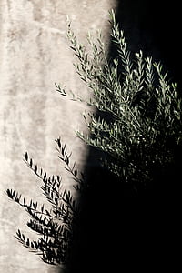 green plant thumbnail