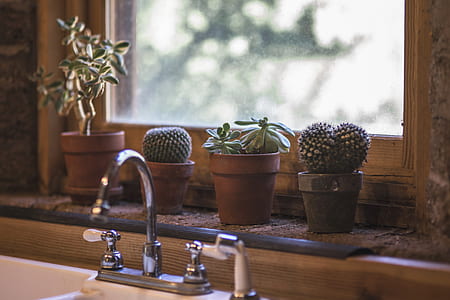 turn-off faucet against succulent plants thumbnail