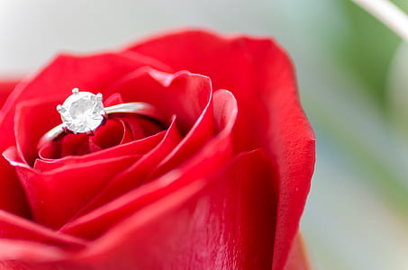 love, romantic, petals, plant thumbnail