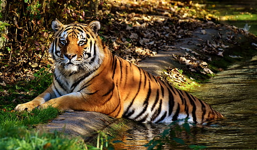 view of orange tiger on body of water thumbnail