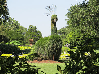 peacock-form green plant under gray sky thumbnail