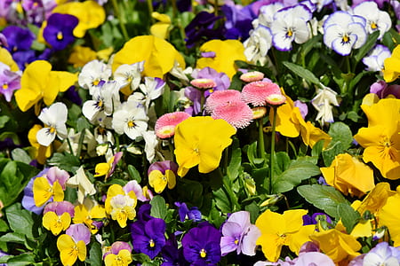 yellow and purple flowers thumbnail