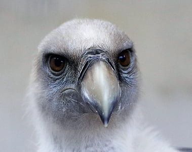 white sea eagle thumbnail