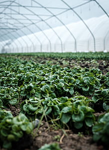 selective focus photography of green leafed plants on greenhouse thumbnail