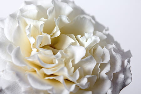 macro photography of half bloomed white petaled flower thumbnail