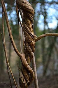 shallow focus photography of brown trunk thumbnail
