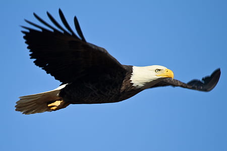 bald eagle flying thumbnail