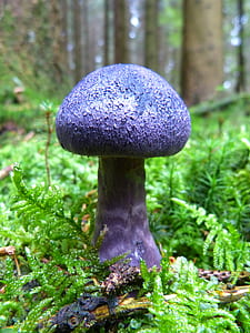 selective focus photography of purple mushroom thumbnail