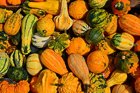orange and green squash lot thumbnail