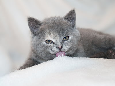 Russian blue cat licking snowbed thumbnail