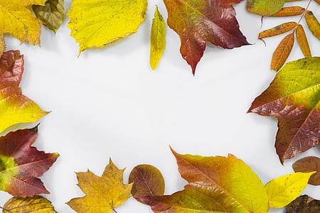 green leaves on white surface thumbnail