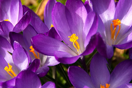 bloomed purple petaled flower during daytime thumbnail