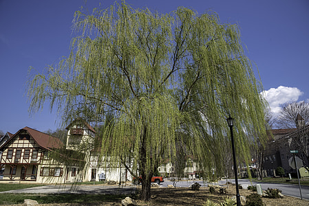 Spring Tree in front of resort in Helen, Georgia thumbnail
