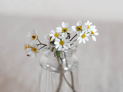 white petaled flowers with clear glass vase thumbnail