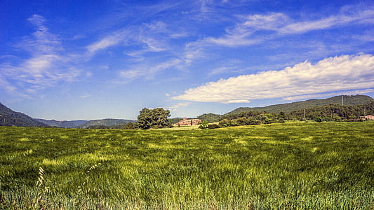 green grass field with tall trees ahead during daytime thumbnail