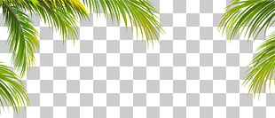 Leaf Coconut Arecaceae Tree, Green coconut leaf border texture, palm tree illustration PNG clipart