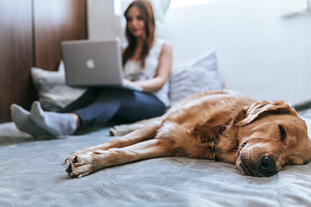 light golden retriever lying on bed near woman wearing tank top inside the room thumbnail
