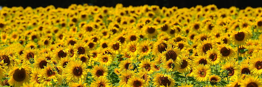 sunflowers field thumbnail