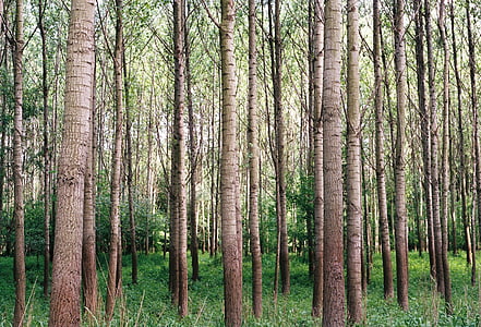 brown trees thumbnail