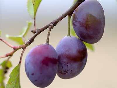 shallow focus photography of grapes thumbnail