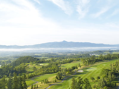 aerial photo of trees and grasses under white sky thumbnail
