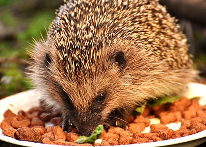 brown porcupine eating food off plate thumbnail