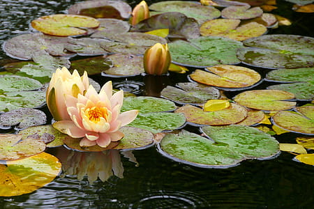 Water lily flowers in a lily pad flowing in a koi pond at Deep Cut Gardens in Middletown, NJ. thumbnail