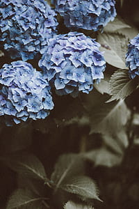 closeup photo of blue petaled flower thumbnail