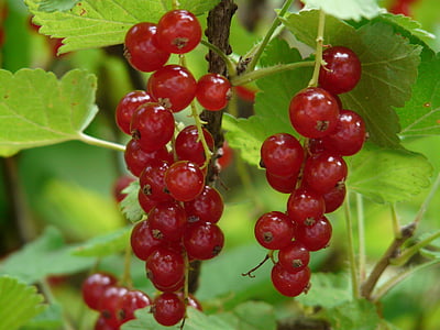 bunch of red berries thumbnail